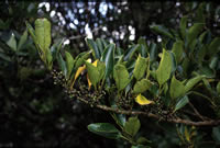 Click on image for larger picture