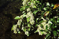 Click on image for larger picture