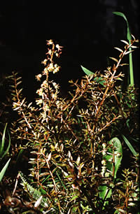 Click on image for larger picture