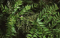 Click on image for larger picture