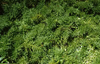 Click on image for larger picture