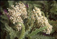 Click on image for larger picture