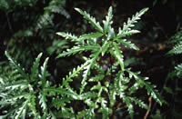 Click on image for larger picture