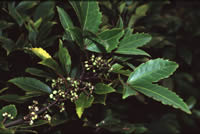 Click on image for larger picture