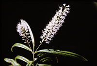 Click on image for larger picture