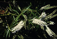 Click on image for larger picture