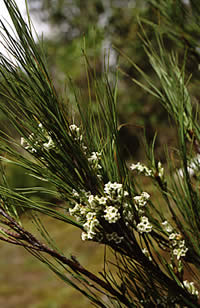 Click on image for larger picture