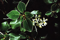 Click on image for larger picture