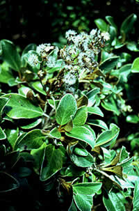 Click on image for larger picture