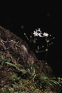 Click on image for larger picture