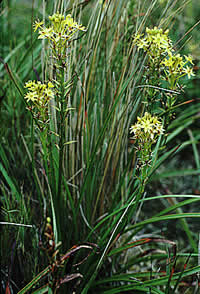 Click on image for larger picture