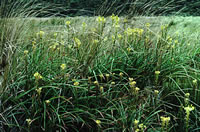 Click on image for larger picture