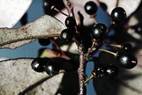 Click on image for larger picture