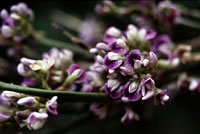 Click on image for larger picture