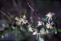 Click on image for larger picture