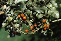 Click on image for larger picture