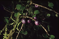 Click on image for larger picture