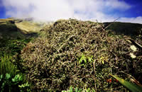 Click on image for larger picture