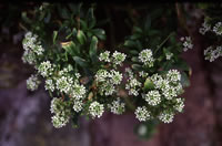 Click on image for larger picture